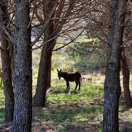 Il Drago Alloggio per agriturismo Mirabella Imbaccari