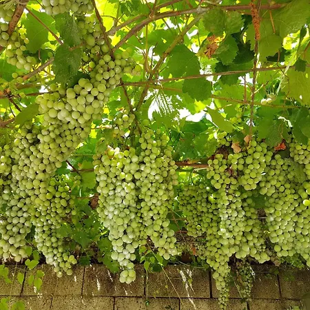 Alloggio per agriturismo Il Drago *