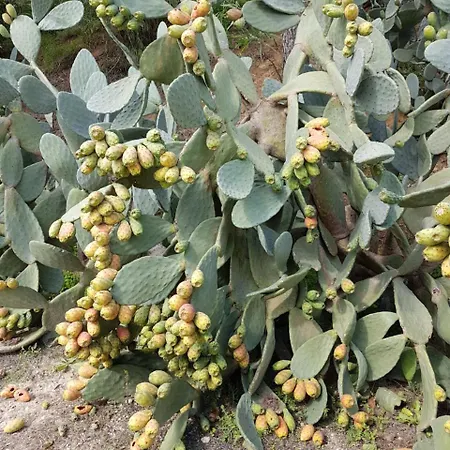 Il Drago Agroturismo